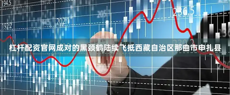 杠杆配资官网成对的黑颈鹤陆续飞抵西藏自治区那曲市申扎县